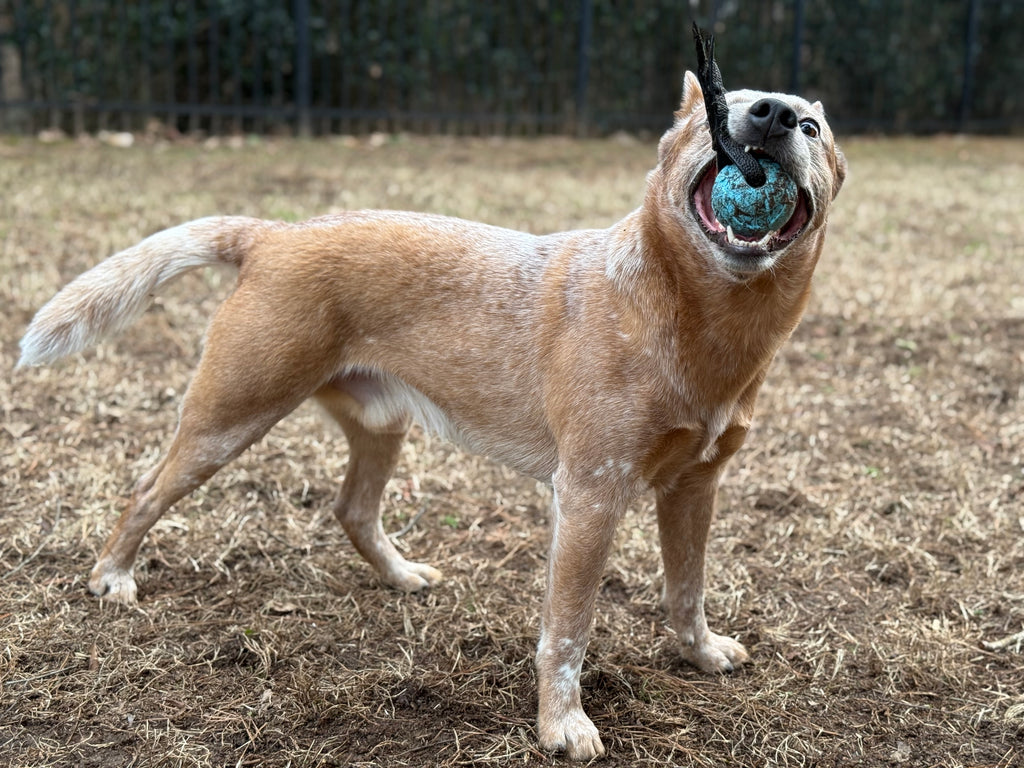 PREMADE Ball on a Rope