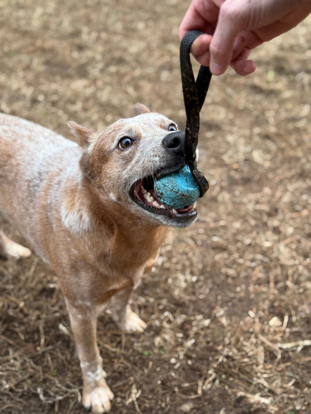 PREMADE Ball on a Rope