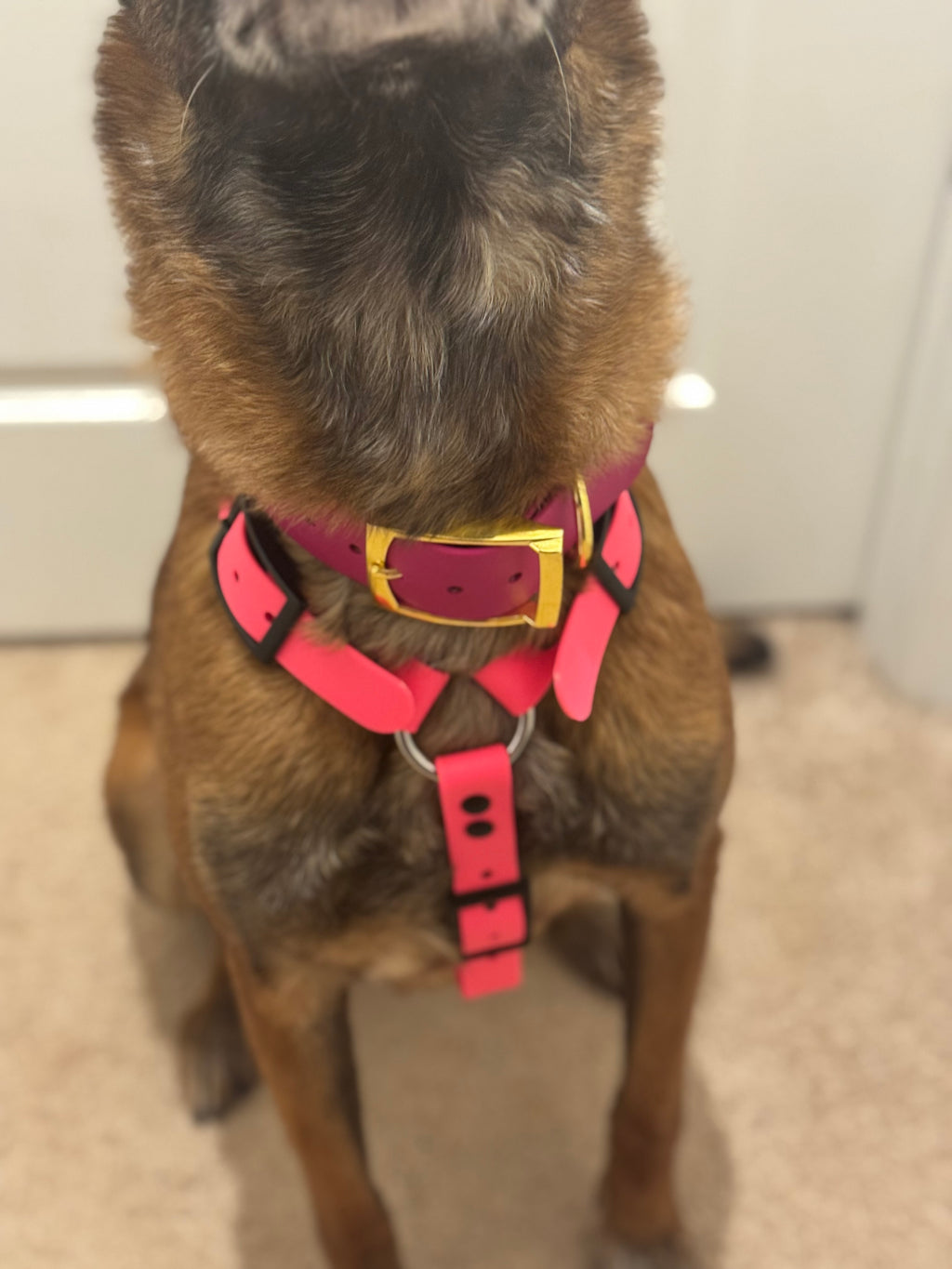 PREMADE Harnesses